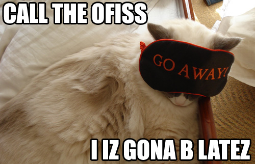 offiss_cat.jpg