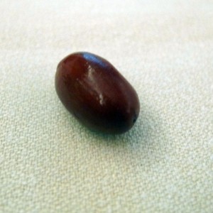 miraclefruit