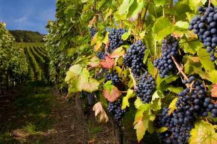 vineyards