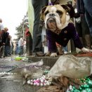 Get Your Mardi Gras Started Right! Drink Icon