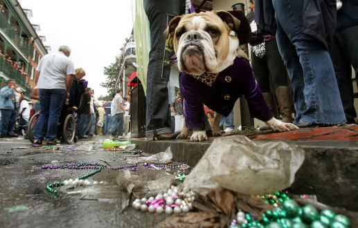 mardigras.jpg mardigras.jpg
